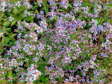 Aster cordifolius 'Ideal' | Hartbladaster, Aster | Herzbl&auml;ttrige Schleier-Aster | Blue Wood Aster