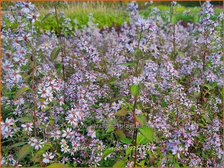 Aster cordifolius 'Ideal' | Hartbladaster, Aster | Herzbl&auml;ttrige Schleier-Aster | Blue Wood Aster