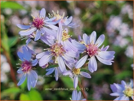 Aster cordifolius 'Ideal' | Hartbladaster, Aster | Herzbl&auml;ttrige Schleier-Aster | Blue Wood Aster