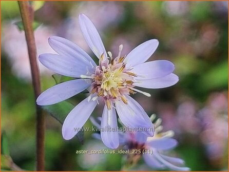 Aster cordifolius 'Ideal' | Hartbladaster, Aster | Herzbl&auml;ttrige Schleier-Aster | Blue Wood Aster