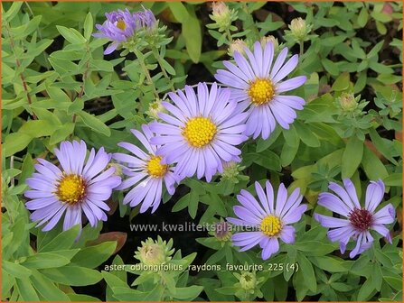 Aster oblongifolius 'Raydon's Favourite' | Aster | Aromatische Aster | Aromatic Aster