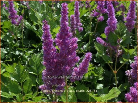 Astilbe chinensis 'Black Pearls' | Pluimspirea, Spirea, Prachtspirea | Chinesische Prachtspiere | Chinese Astilbe