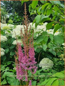 Astilbe chinensis 'Purpurlanze' | Pluimspirea, Spirea, Prachtspirea | Chinesische Prachtspiere | Chinese Astilbe