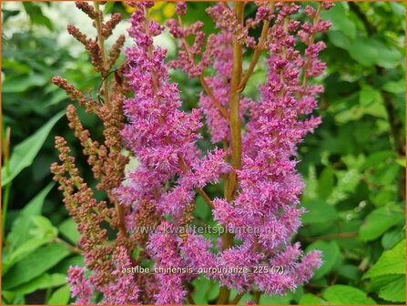 Astilbe chinensis 'Purpurlanze' | Pluimspirea, Spirea, Prachtspirea | Chinesische Prachtspiere | Chinese Astilbe