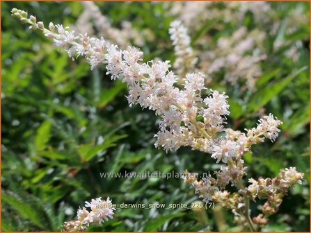 Astilbe 'Darwins Snow Sprite' | Pluimspirea, Spirea, Prachtspirea | Prachtspiere | Astilbe