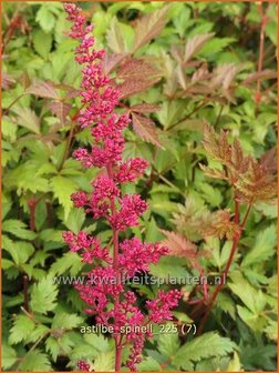 Astilbe 'Spinell' | Pluimspirea, Spirea, Prachtspirea | Prachtspiere | Astilbe