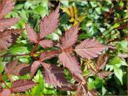 Astilbe 'Spinell' | Pluimspirea, Spirea, Prachtspirea | Prachtspiere | Astilbe