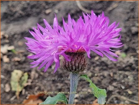 	Centaurea hypoleuca 'John Coutts' | Korenbloem, Centaurie | Wei&szlig;filzige Flockenblume | Turkish Cornflower