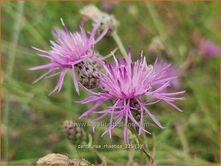 Centaurea rhaetica | Korenbloem, Centaurie | &amp;#x00c4;tische Flockenblume | Rhaetian knapweed