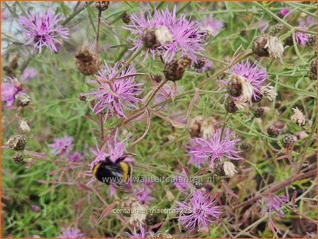 Centaurea rhaetica | Korenbloem, Centaurie | &amp;#x00c4;tische Flockenblume | Rhaetian knapweed
