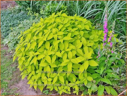 Comanthosphace japonica 'Golden Angel' | Japanse struikmunt | Japanische Strauchminze | Japanese Shrub Mint
