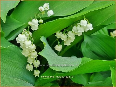 Convallaria majalis | Lelietje-van-dalen, Meiklokje, Boslelie | Gew&ouml;hnliches Maigl&ouml;ckchen | Lily of the Valley