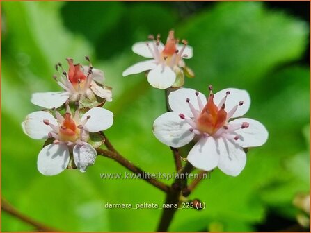 Darmera peltata 'Nana' | Schildblad, Indianenrabarber, Paraplublad, Voetblad | Schildblatt | Indian Rhubarb