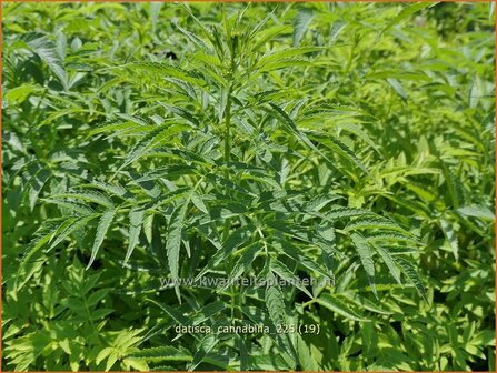 Datisca cannabina | Valse hennep | Scheinhanf | False Hemp
