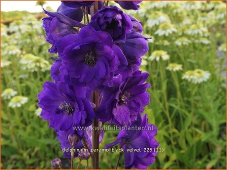 Delphinium 'Paramo Black Velvet' | Ridderspoor | Rittersporn | Larkspur