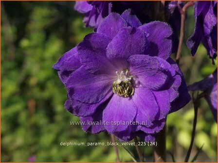 Delphinium 'Paramo Black Velvet' | Ridderspoor | Rittersporn | Larkspur
