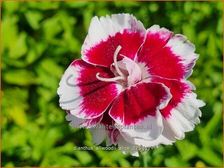 Dianthus allwoodii 'Alice' | Anjer, Anjelier | Allwoods-Federnelke | Allwood's Pink