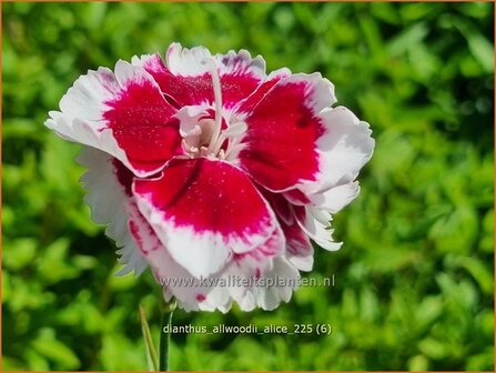 Dianthus allwoodii 'Alice' | Anjer, Anjelier | Allwoods-Federnelke | Allwood's Pink