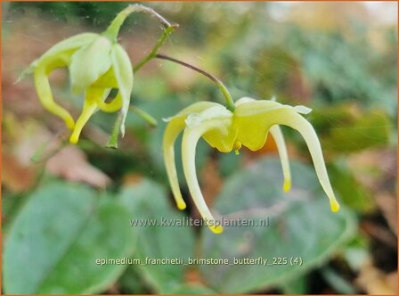 Epimedium franchetii 'Brimstone Butterfly' | Elfenbloem | Elfenblume | Barrenwort