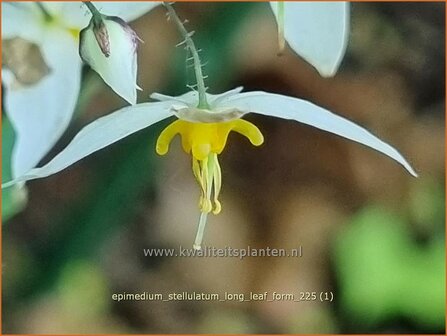 Epimedium stellulatum 'Long Leaf Form' | Elfenbloem | Elfenblume | Barrenwort
