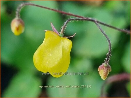 Epimedium 'Sunny and Share' | Elfenbloem | Elfenblume | Barrenwort
