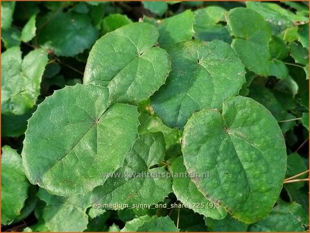 Epimedium 'Sunny and Share' | Elfenbloem | Elfenblume | Barrenwort