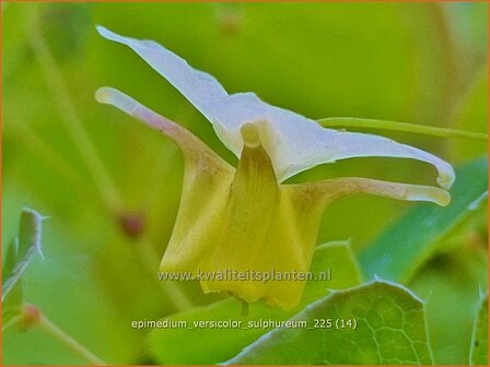 Epimedium versicolor 'Sulphureum' | Elfenbloem | Schwefelfarbige Elfenblume | Barrenwort