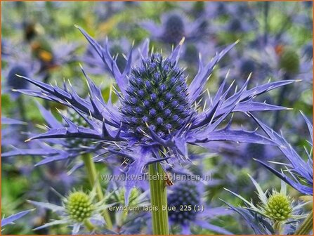 Eryngium 'Lapis Blue' | Kruisdistel, Blauwe distel | Mannstreu | Eryngo