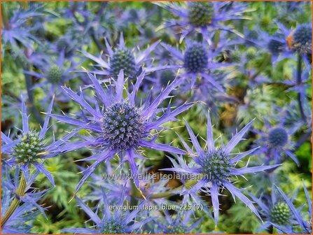 Eryngium 'Lapis Blue' | Kruisdistel, Blauwe distel | Mannstreu | Eryngo