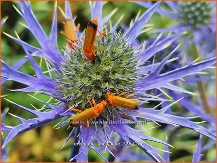 Eryngium 'Lapis Blue' | Kruisdistel, Blauwe distel | Mannstreu | Eryngo