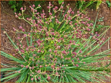 Eryngium pandanifolium 'Physic Purple' | Reuze zeedistel, Kruisdistel, Blauwe distel | Riesen-Mannstreu | Giant&nbsp;Sea 