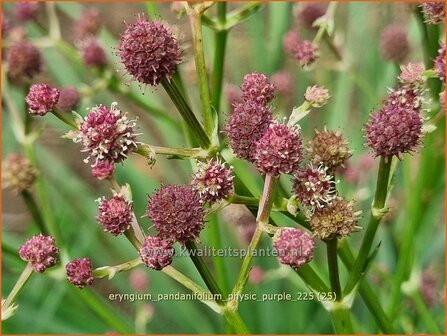 Eryngium pandanifolium 'Physic Purple' | Reuze zeedistel, Kruisdistel, Blauwe distel | Riesen-Mannstreu | Giant&nbsp;Sea 