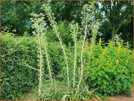 Eryngium paniculatum | Kruisdistel, Blauwe distel | Mannstreu | Giant Holly