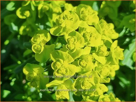 Euphorbia cyparissias 'Tall Boy' | Cipreswolfsmelk, Wolfsmelk | Zypressen-Wolfsmilch | Cypress Spurge