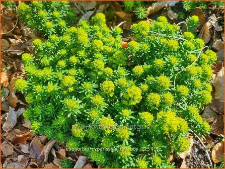 Euphorbia cyparissias 'Tall Boy' | Cipreswolfsmelk, Wolfsmelk | Zypressen-Wolfsmilch | Cypress Spurge