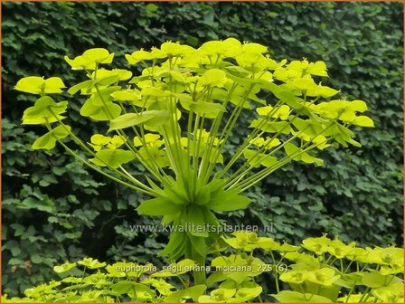 Euphorbia seguieriana niciciana | Zandwolfsmelk, Wolfsmelk | Bl&auml;uliche Wolfsmilch | Siberian Spurge
