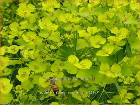 Euphorbia seguieriana niciciana | Zandwolfsmelk, Wolfsmelk | Bl&auml;uliche Wolfsmilch | Siberian Spurge