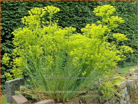 Euphorbia seguieriana niciciana | Zandwolfsmelk, Wolfsmelk | Bl&auml;uliche Wolfsmilch | Siberian Spurge