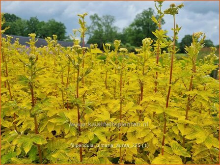 Filipendula ulmaria 'Aurea' | Moerasspirea, Spirea | Sumpf-M&auml;des&uuml;&szlig; | Mead Wort