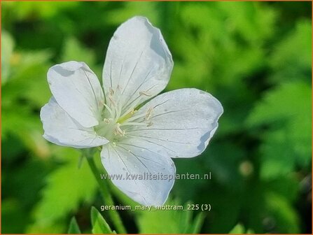 Geranium 'Mary Mottram' | Ooievaarsbek, Tuingeranium, Geranium | Storchschnabel | Cranesbill