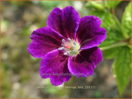Geranium nodosum &amp;#39;Tony&amp;#39;s Talisman&amp;#39;