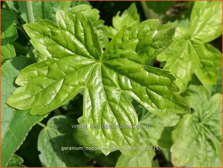 Geranium nodosum &amp;#39;Tony&amp;#39;s Talisman&amp;#39;