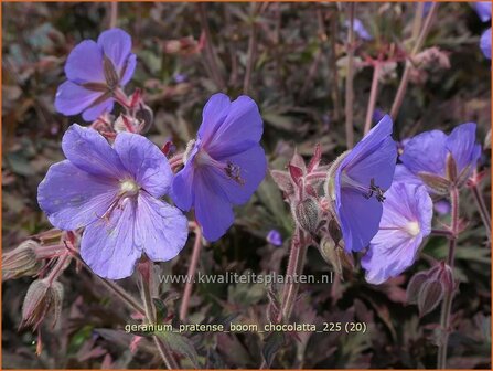 Geranium pratense 'Boom Chocolatta' | Beemdooievaarsbek, Weideooievaarsbek, Ooievaarsbek, Tuingeranium, Geranium | Wi
