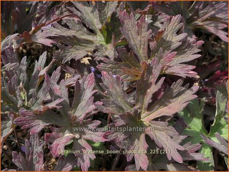 Geranium pratense 'Boom Chocolatta' | Beemdooievaarsbek, Weideooievaarsbek, Ooievaarsbek, Tuingeranium, Geranium | Wi