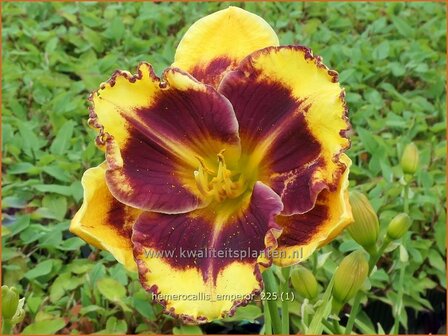 Hemerocallis 'Emperor' | Daglelie | Taglilie | Day Lily