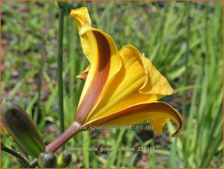 Hemerocallis 'Golden Chimes' | Daglelie | Taglilie | Day Lily