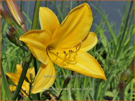 Hemerocallis 'Golden Chimes' | Daglelie | Taglilie | Day Lily