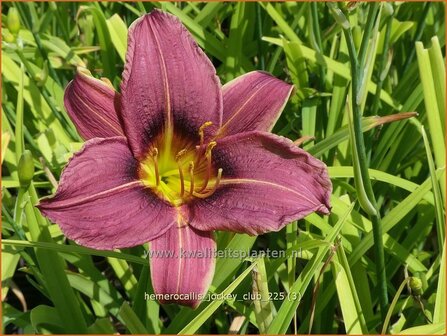 Hemerocallis 'Jockey Club' | Daglelie | Taglilie | Day Lily
