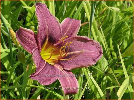 Hemerocallis 'Jockey Club' | Daglelie | Taglilie | Day Lily