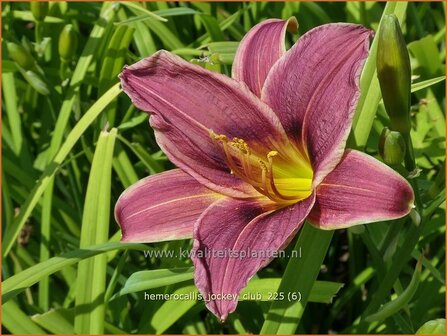 Hemerocallis 'Jockey Club' | Daglelie | Taglilie | Day Lily